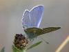 Hauhechel-Bläuling Polyommatus (Polyommatus) icarus