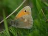 Kleines Wiesenvögelchen (Kleiner Heufalter) Coenonympha pamphilus