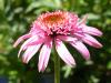 Echinacea purpurea `Pink Double Delight`