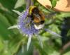 Hummel auf Edeldistel (Eryngium planum)
