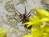 Spinne